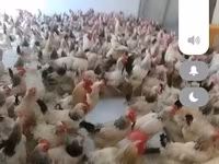 Chickens — फ़ोटो 1
