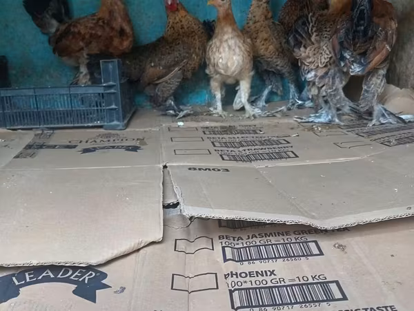 Japanisches Bantam