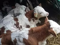 Toro, Simmental cattle — foto 5