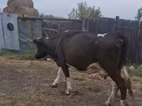 İnək, Russian Black pied cattle — foto 1