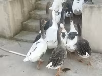 Geese — 1-rasm