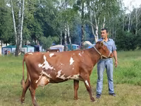 İnək, Kalmık irqi — foto 5