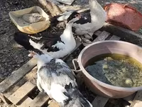 Ducks — الصورة 2