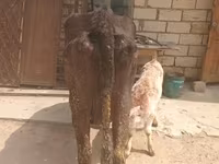 بقرة, الماشية — الصورة 4