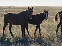 母马, Horses — 照片 5