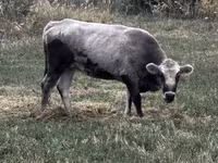 Vaca, Ganado vacuno — foto 3