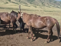 Yegua, Caballos — foto 5
