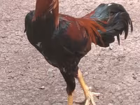 Chickens — 照片 3