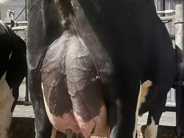 İnək, Holştin irqi