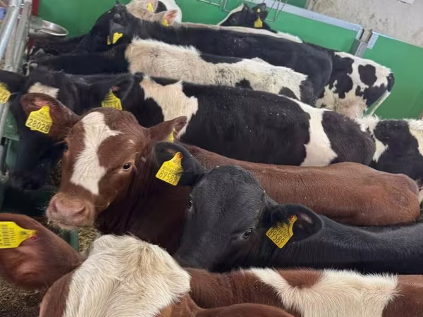 ثور, Russian Black pied cattle