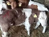 Toro, Simmental cattle — foto 1