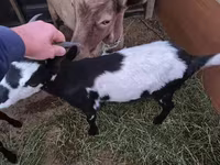 Коза, Alpine goat — фото 5