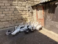Geese — 4-сурет