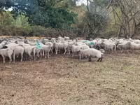 Qoyun, Baerchuke sheep — foto 2
