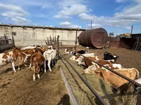 Cow, Simmental cattle — photo 8