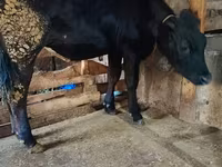 Kuh, Rinder — Foto 2