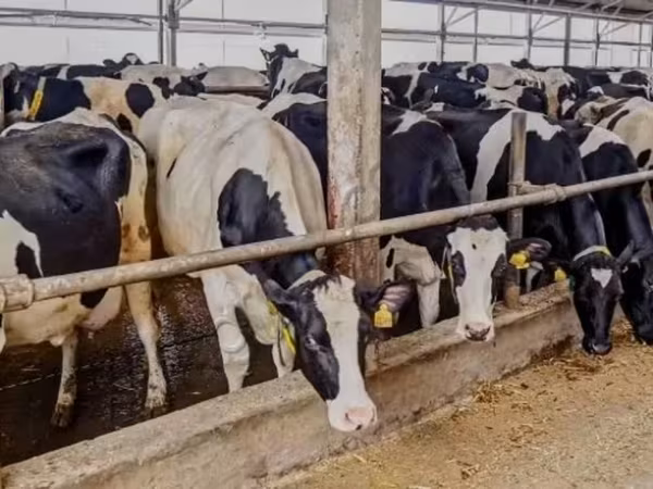 ВРХ (партія, стать не вказано), Russian Black pied cattle — Росія