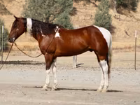 Hengst, American paint horse — Foto 2
