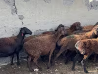 Qoʻchqor, Hissar sheep — 2-rasm