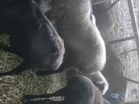 Қошқар, Rhon sheep — 2-сурет