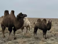 Camellos (lote, sexo no especificado), Kazakh Bactrian camel — foto 1