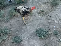 Chickens — 6-rasm