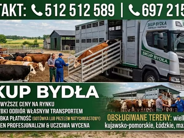 Rinder (Partie, Geschlecht nicht angegeben), Simmental cattle