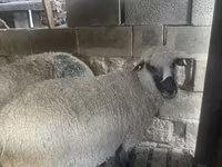 Carnero, Ovejas — foto 1