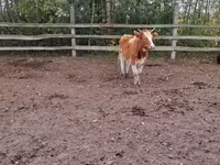 Vaca, Ganado vacuno — foto 4