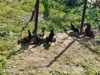 Bantam japonesa — foto 4
