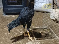 Chickens — 3-rasm