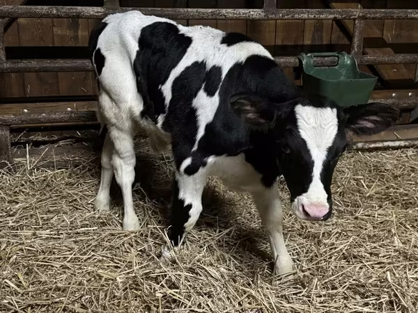 Bulle, Russian Black pied cattle