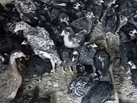 Австралиялық пит-ойын құсы — 1-сурет
