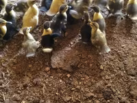 Ducks — Foto 1