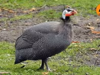 Guinea fowl — photo 2