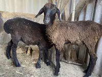 Widder, Kazakh fat-tailed coarsewool sheep — Foto 2