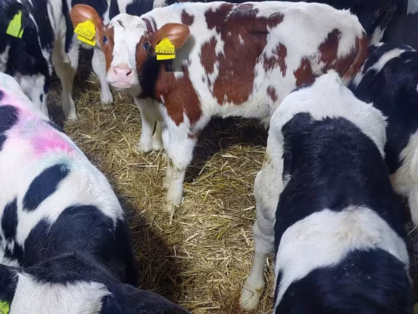 Бик, Simmental cattle