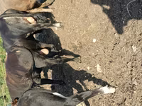 Toro, Ganado vacuno — foto 3