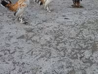 Japanisches Bantam — Foto 1