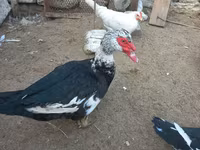 Ducks — 1-rasm