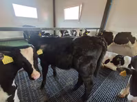 Kuh, Russian Black pied cattle — Foto 5