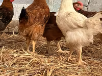 Chickens — Foto 1