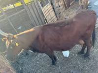 Vaca, Ganado vacuno — foto 2