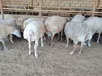 أغنام (دفعة، الجنس غير محدد), الأغنام — الصورة 2