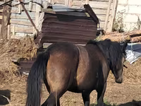 فرس, Kazakh horse — الصورة 3