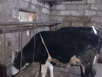 Bulle, Russian Black pied cattle — Foto 6