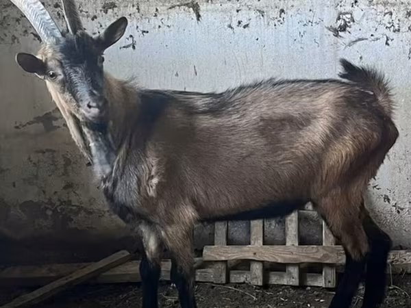 बकरा, Oberhasli goats