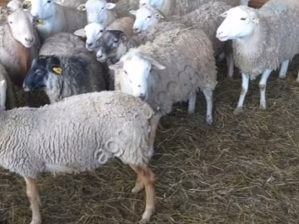 公羊, Katum sheep