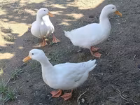 Ducks — 2-сурет