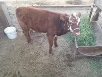 Kuh, Latvian Blue cattle — Foto 2